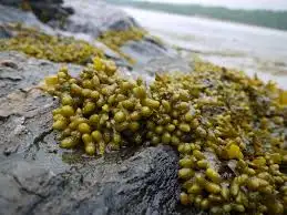 Bladderwrack